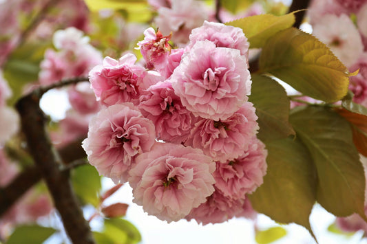 How to Breathe Better During Allergy Season