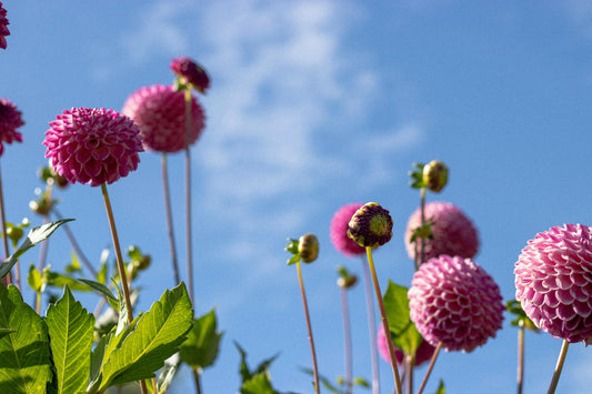 Seasonal Shifts & Your Nose’s Microbiome: A Clinical Insight